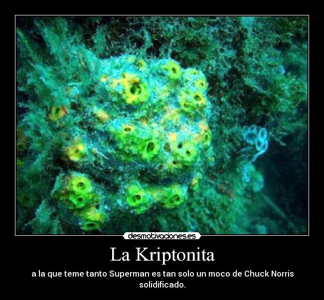 La Kriptonita - a la que teme tanto Superman es tan solo un moco de Chuck Norris solidificado.
