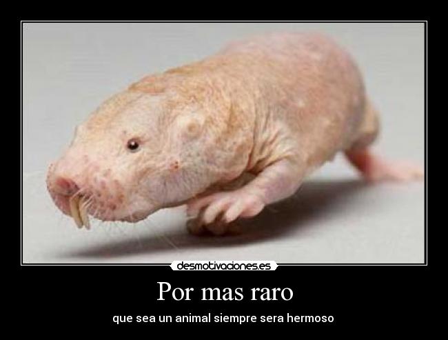 Por mas raro - que sea un animal siempre sera hermoso 