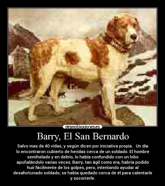 Barry, El San Bernardo - Salvo mas de 40 vidas, y según dicen por iniciativa propia.   Un día
lo encontraron cubierto de heridas cerca de un soldado. El hombre
semihelado y en delirio, lo había confundido con un lobo
apuñalándolo varias veces. Barry, tan ágil como era, habría podido
huir fácilmente de los golpes, pero, intentando ayudar al
desafortunado soldado, se había quedado cerca de él para calentarle
y socorrerle.