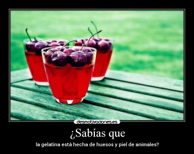 ¿Sabías que - la gelatina está hecha de huesos y piel de animales?