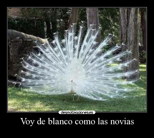 Voy de blanco como las novias - 