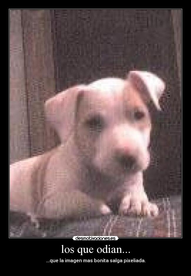 los que odian... -