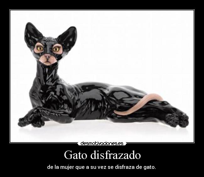 Gato disfrazado -