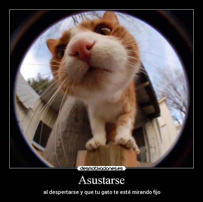 Asustarse - al despertarse y que tu gato te esté mirando fijo