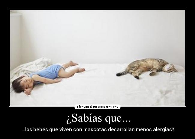 ¿Sabías que... - ...los bebés que viven con mascotas desarrollan menos alergias?