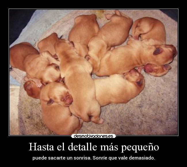 Hasta el detalle más pequeño - puede sacarte un sonrisa. Sonríe que vale demasiado.