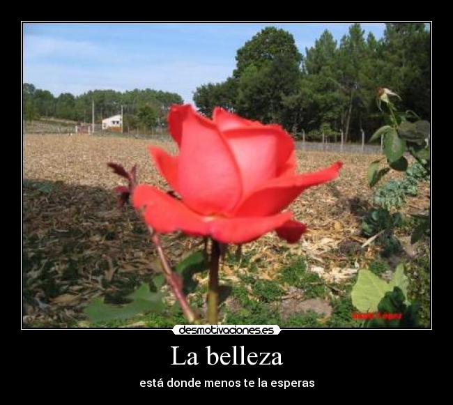 La belleza -