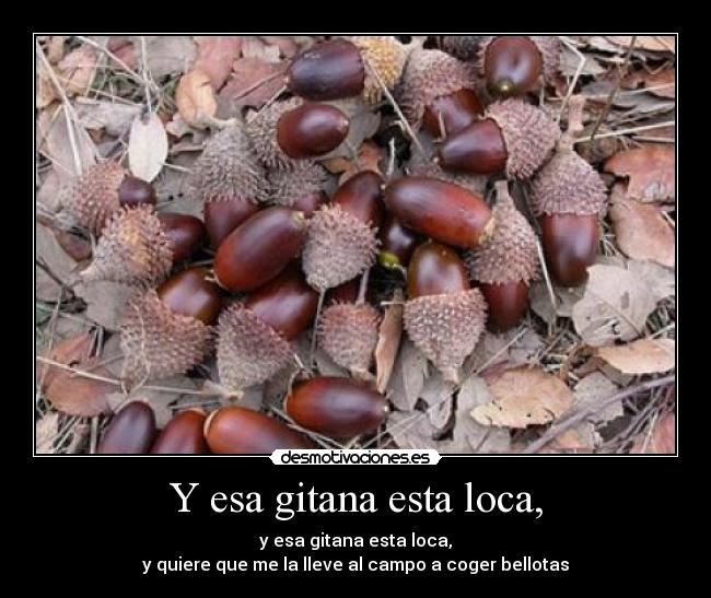 carteles loca gitana bellotas yamilet desmotivaciones