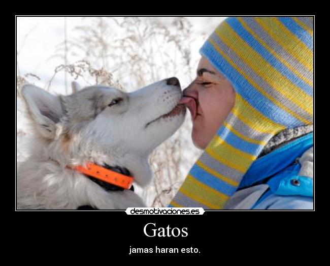 Gatos - jamas haran esto.