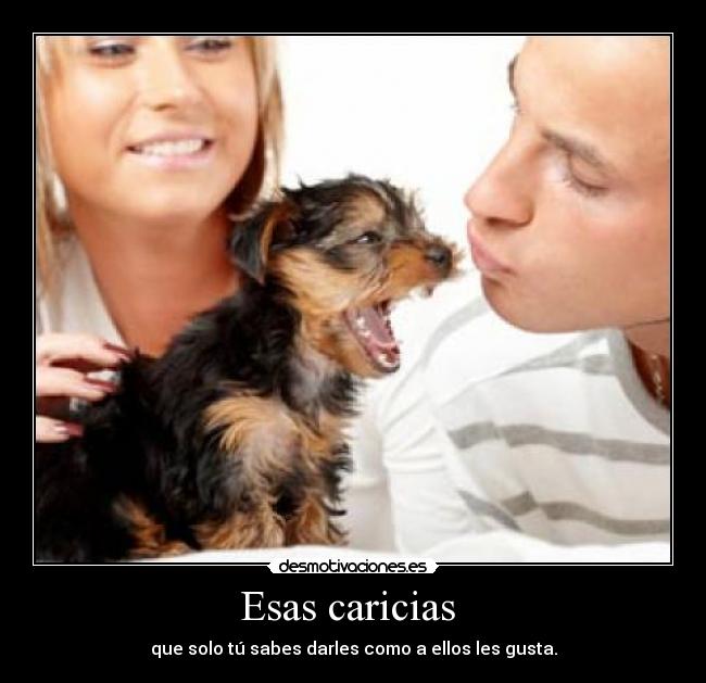 carteles perrito desmotivaciones