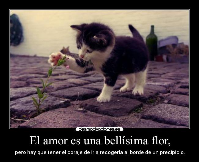 El amor es una bellísima flor, - pero hay que tener el coraje de ir a recogerla al borde de un precipicio.