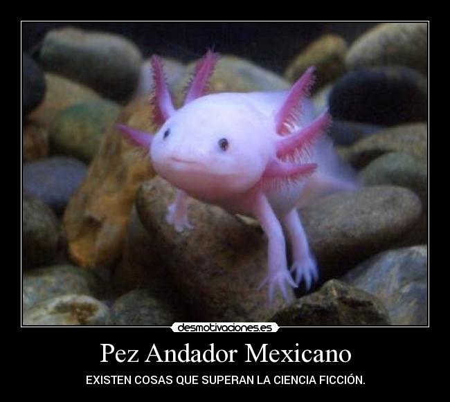 Pez Andador Mexicano - 