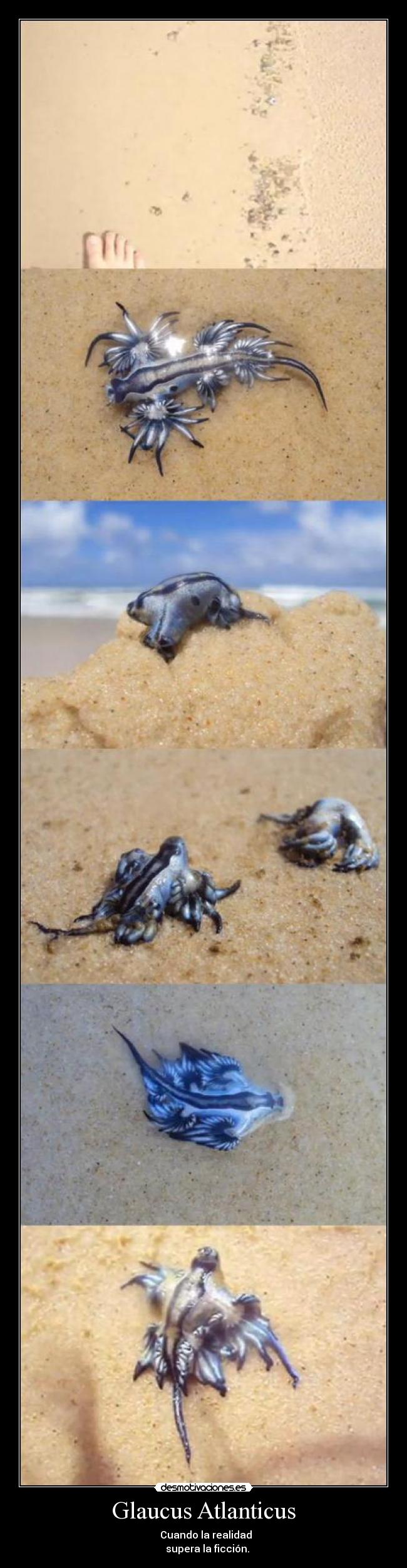 Glaucus Atlanticus - Cuando la realidad
supera la ficción.