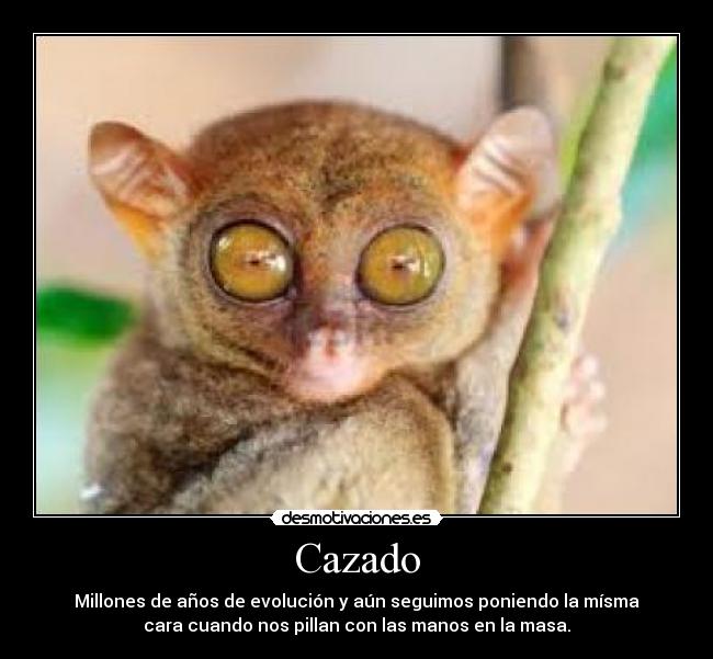 Cazado - Millones de años de evolución y aún seguimos poniendo la mísma
cara cuando nos pillan con las manos en la masa.