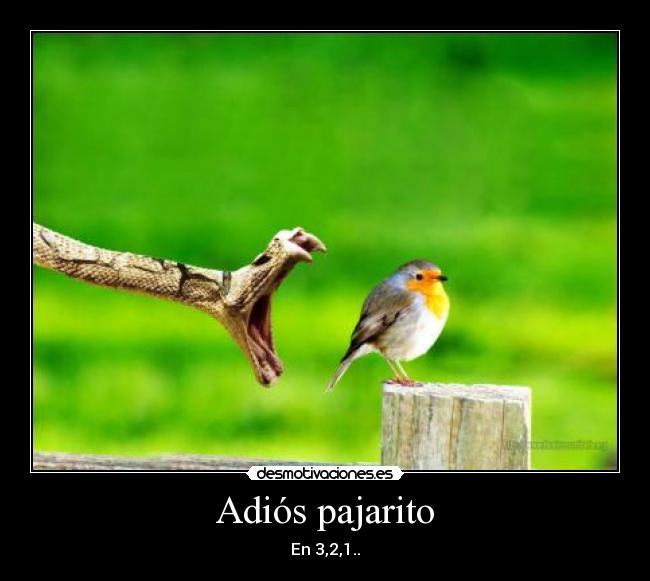 Adiós pajarito - 