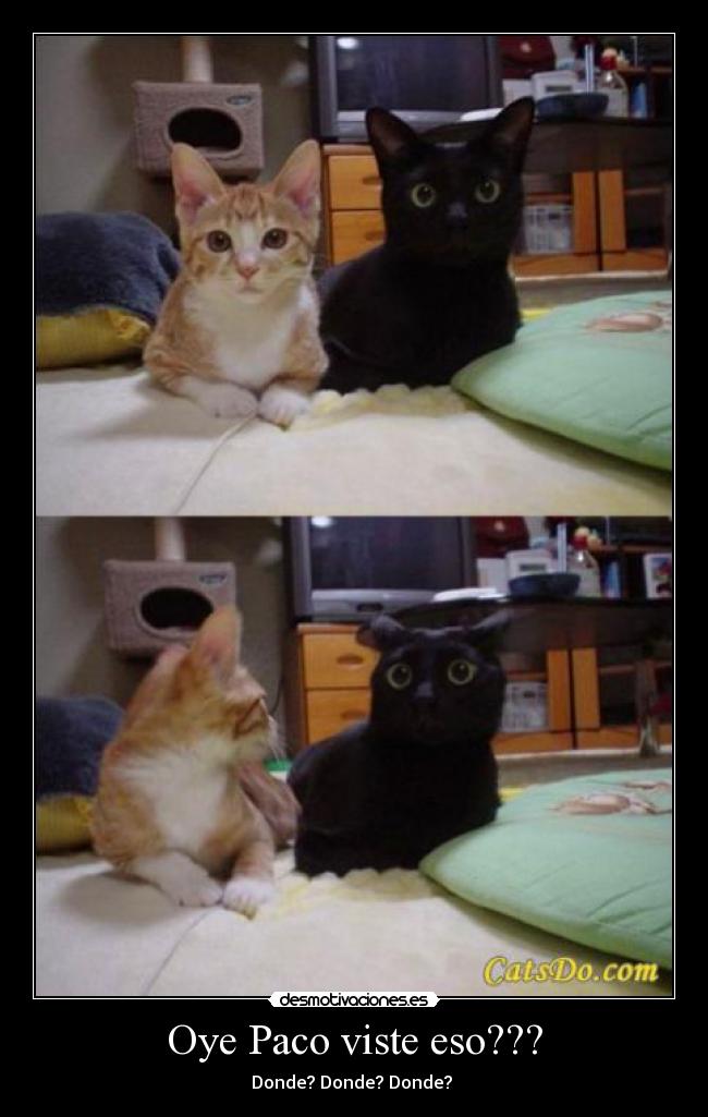 Oye Paco viste eso??? -
