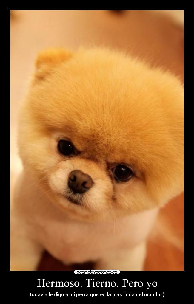 Hermoso. Tierno. Pero yo - todavía le digo a mi perra que es la más linda del mundo :)