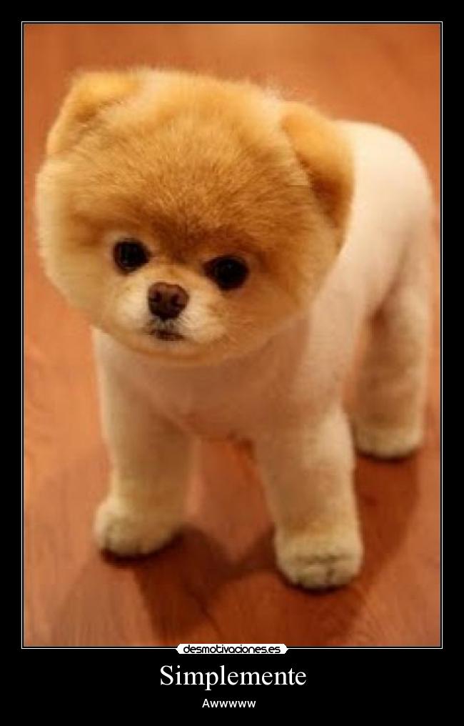 carteles perro lindo desmotivaciones