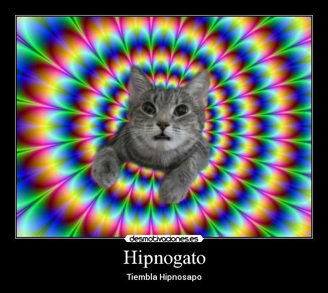 carteles hipnosisgatosapo desmotivaciones