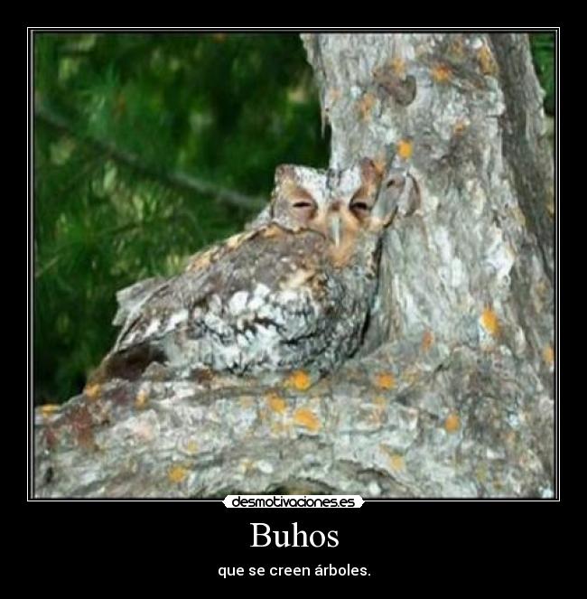 Buhos -