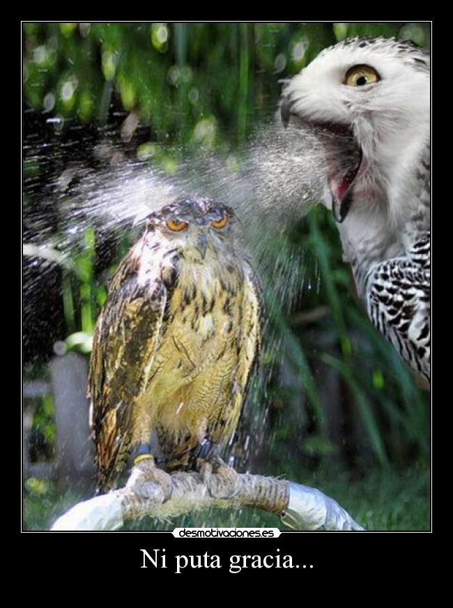 Ni puta gracia... -