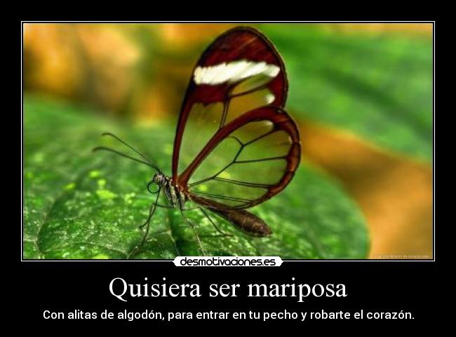 Quisiera ser mariposa - Con alitas de algodón, para entrar en tu pecho y robarte el corazón.