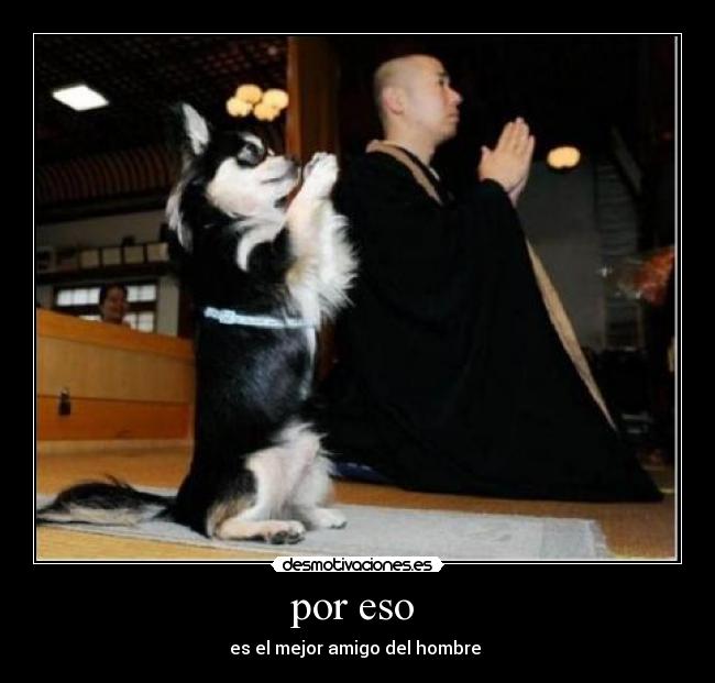 por eso  - es el mejor amigo del hombre 
