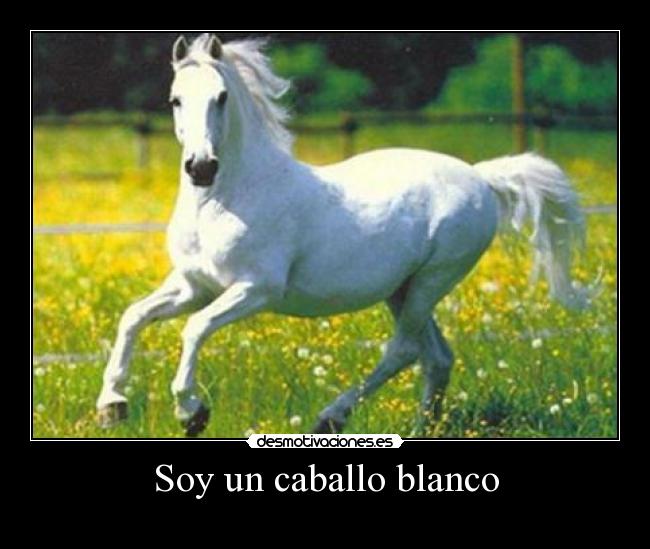 Soy un caballo blanco - 