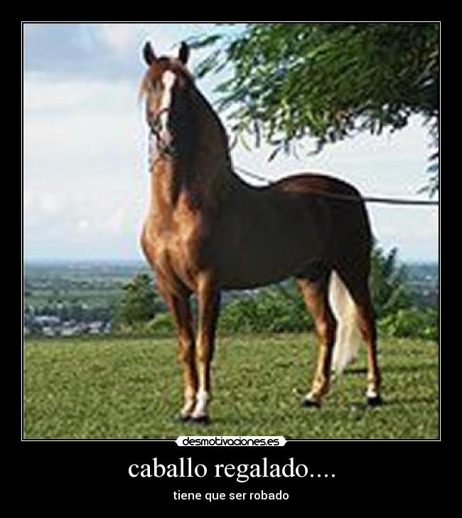 caballo regalado.... -
