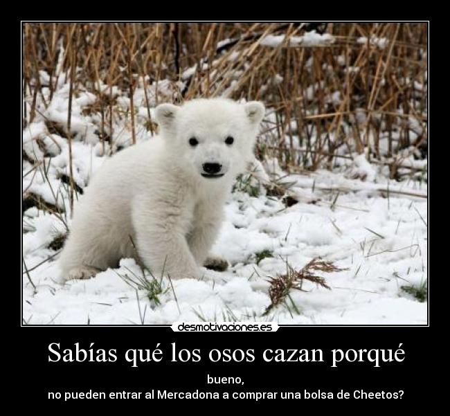 Sabías qué los osos cazan porqué - bueno,
no pueden entrar al Mercadona a comprar una bolsa de Cheetos?