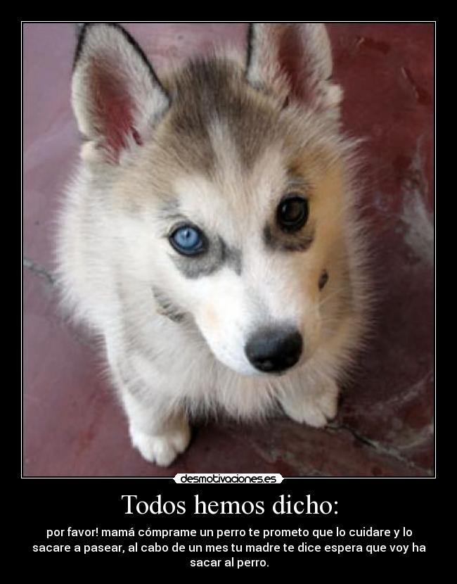 Todos hemos dicho: - por favor! mamá cómprame un perro te prometo que lo cuidare y lo
sacare a pasear, al cabo de un mes tu madre te dice espera que voy ha
sacar al perro.