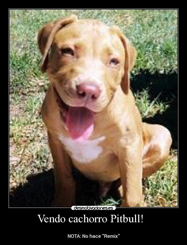 Vendo cachorro Pitbull!   - 