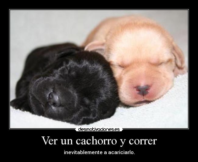 Ver un cachorro y correr - inevitablemente a acariciarlo.
