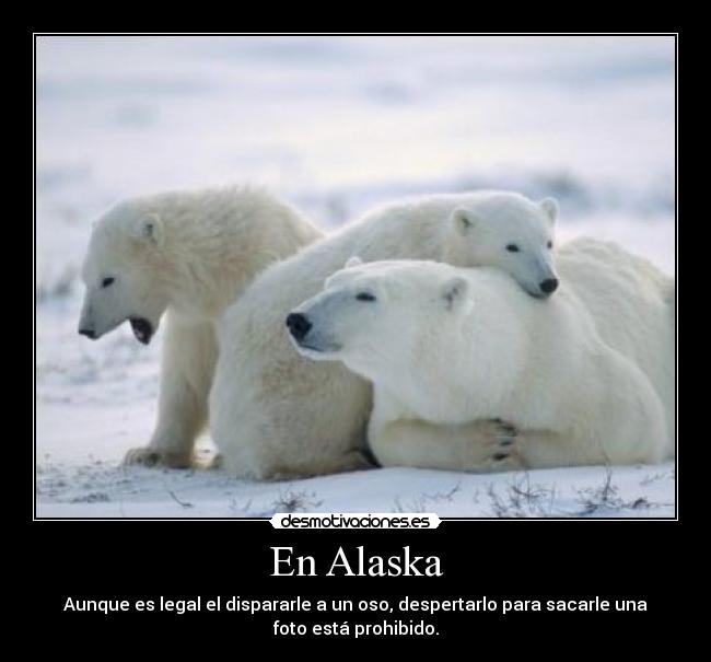En Alaska - Aunque es legal el dispararle a un oso, despertarlo para sacarle una
foto está prohibido.