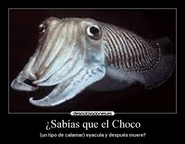 ¿Sabías que el Choco - (un tipo de calamar) eyacula y después muere?