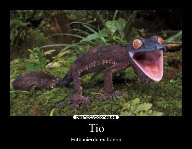 Tio - Esta mierda es buena