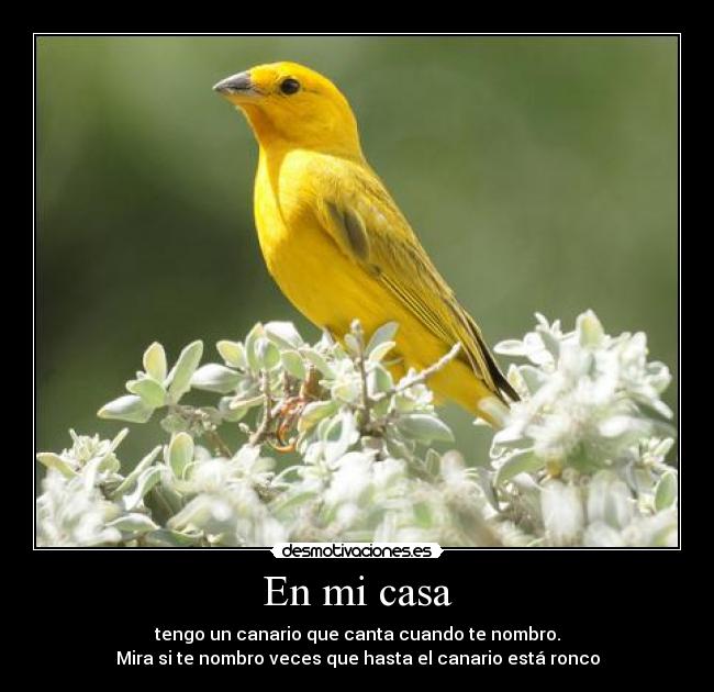 En mi casa - tengo un canario que canta cuando te nombro.
Mira si te nombro veces que hasta el canario está ronco