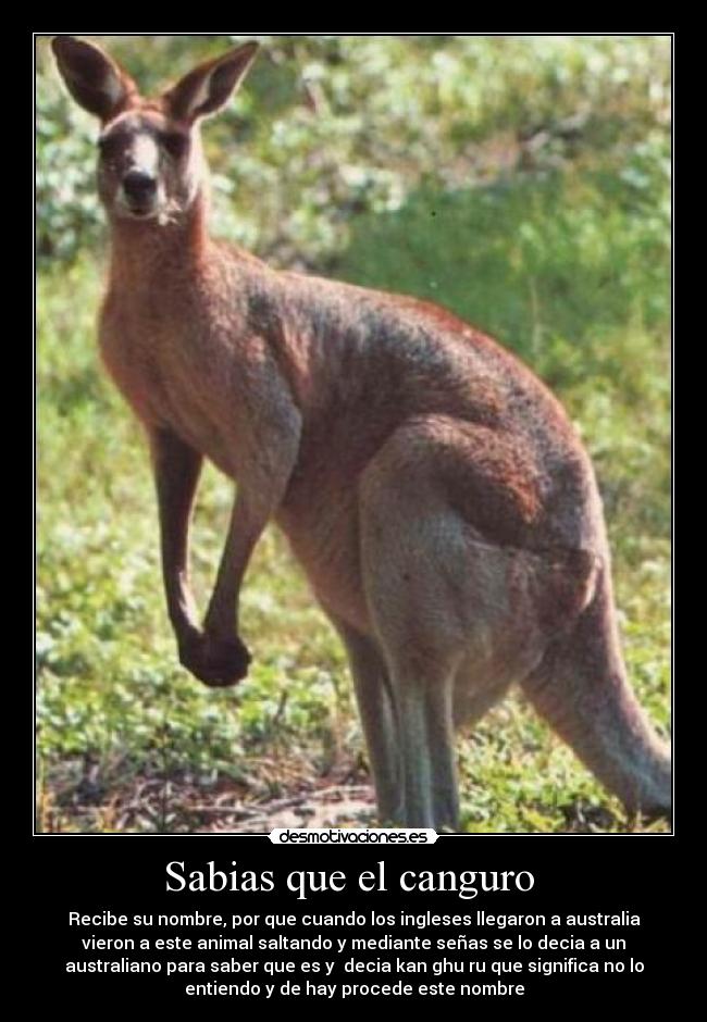 Sabias que el canguro - Recibe su nombre, por que cuando los ingleses llegaron a australia
vieron a este animal saltando y mediante señas se lo decia a un
australiano para saber que es y decia kan ghu ru que significa no lo
entiendo y de hay procede este nombre