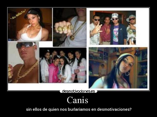 Canis  - 
