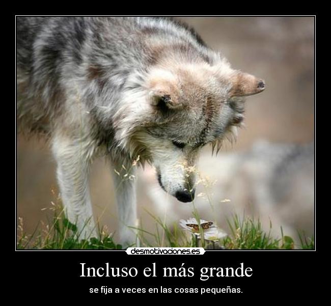Incluso el más grande - 