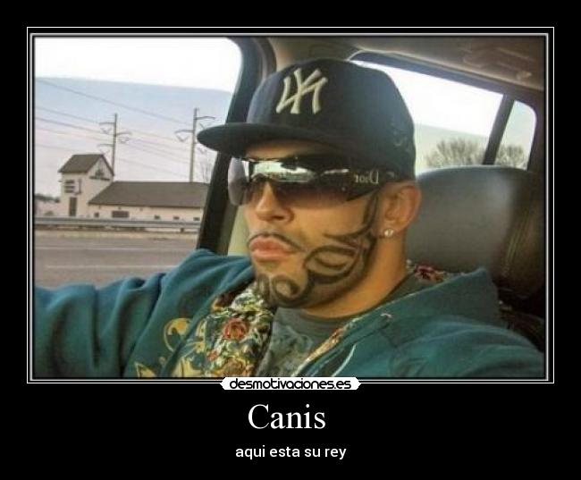 Canis - aqui esta su rey