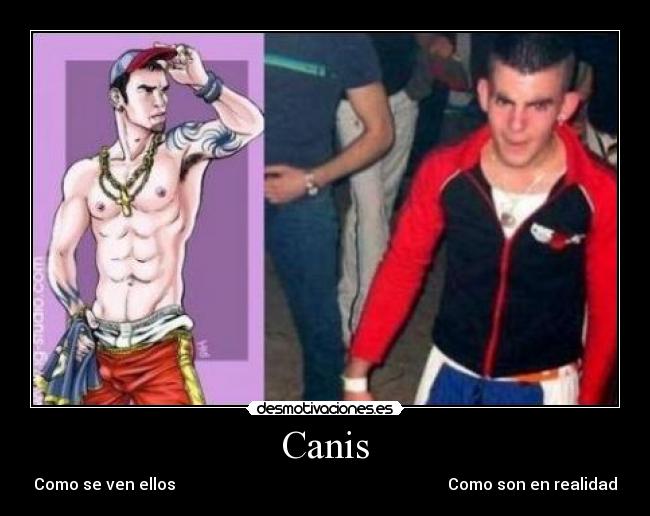 Canis - Como se ven ellos                                                                    Como son en realidad