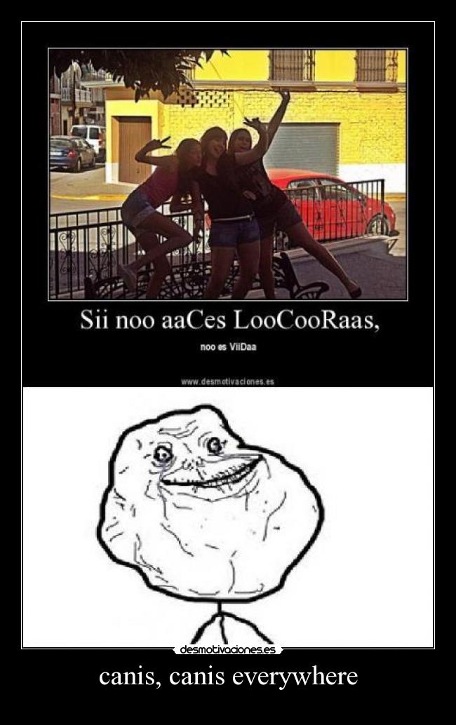 canis, canis everywhere -