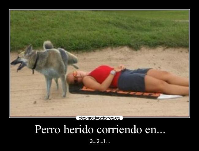 Perro herido corriendo en... - 