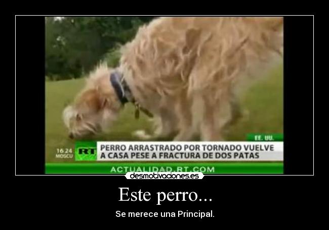 Este perro... - 