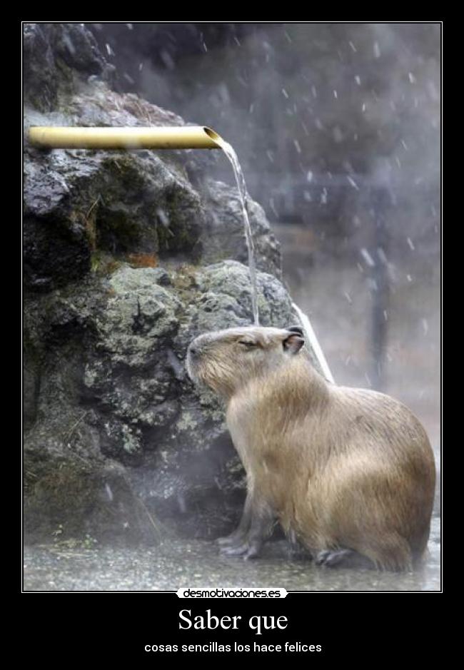 carteles roedor capibara cuyo feliz mascota desmotivaciones