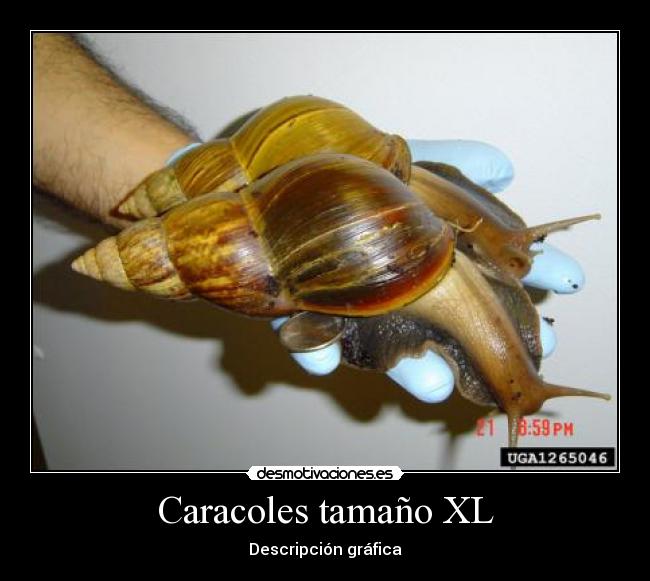 Caracoles tamaño XL - Descripción gráfica