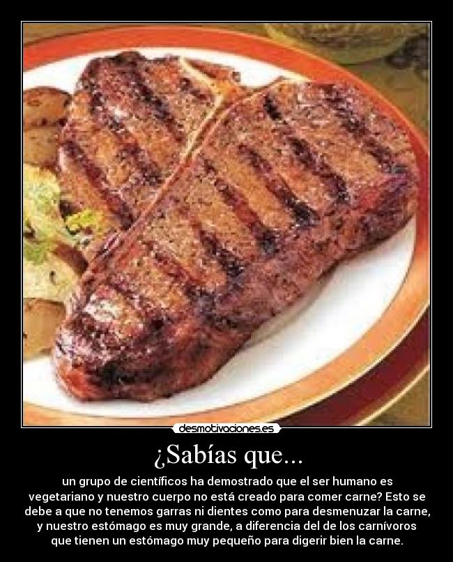 ¿Sabías que... - un grupo de científicos ha demostrado que el ser humano es
vegetariano y nuestro cuerpo no está creado para comer carne? Esto se
debe a que no tenemos garras ni dientes como para desmenuzar la carne,
y nuestro estómago es muy grande, a diferencia del de los carnívoros
que tienen un estómago muy pequeño para digerir bien la carne.