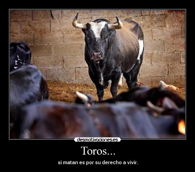 Toros... - 