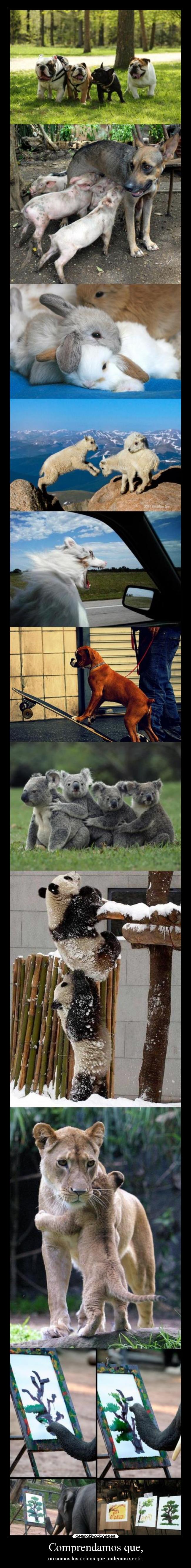 Comprendamos que, - no somos los únicos que podemos sentir.